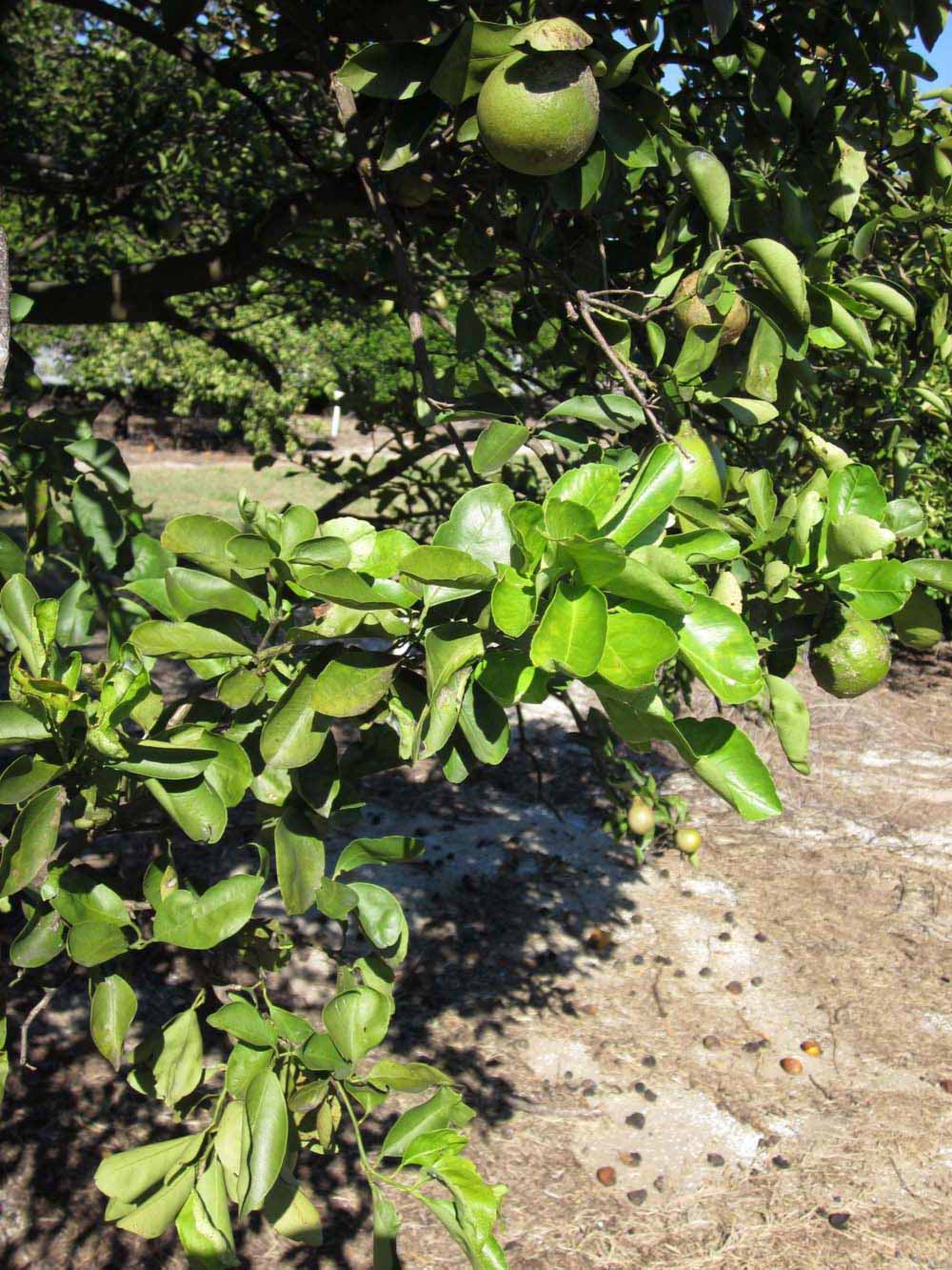              Sun leaves (Winter Haven, FL)       